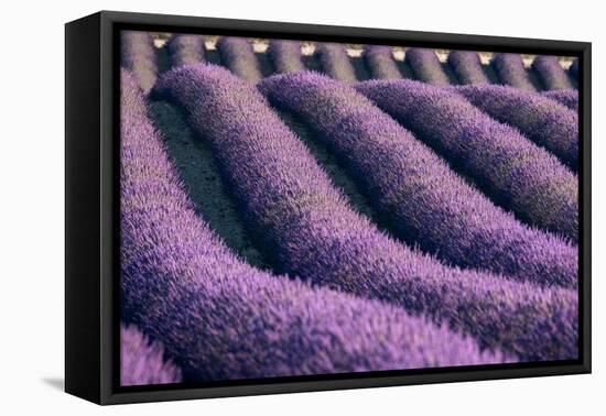 Lavender lines in a field, Plateau de Valensole, Provence, France-Francesco Fanti-Framed Premier Image Canvas