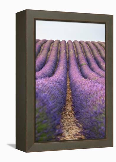 Lavender lines, lavender field, Plateau de Valensole, Provence, France-Francesco Fanti-Framed Premier Image Canvas