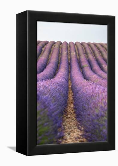 Lavender lines, lavender field, Plateau de Valensole, Provence, France-Francesco Fanti-Framed Premier Image Canvas