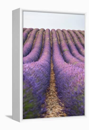 Lavender lines, lavender field, Plateau de Valensole, Provence, France-Francesco Fanti-Framed Premier Image Canvas