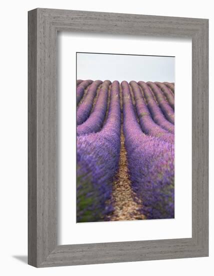 Lavender lines, lavender field, Plateau de Valensole, Provence, France-Francesco Fanti-Framed Photographic Print