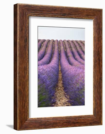 Lavender lines, lavender field, Plateau de Valensole, Provence, France-Francesco Fanti-Framed Photographic Print