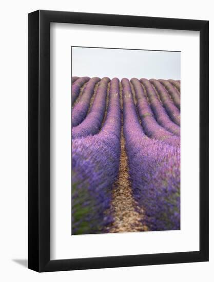 Lavender lines, lavender field, Plateau de Valensole, Provence, France-Francesco Fanti-Framed Photographic Print