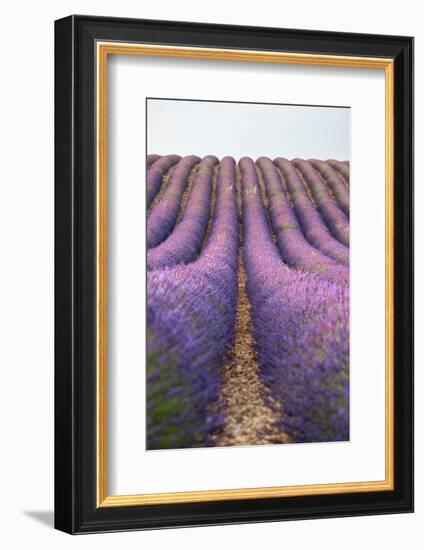 Lavender lines, lavender field, Plateau de Valensole, Provence, France-Francesco Fanti-Framed Photographic Print