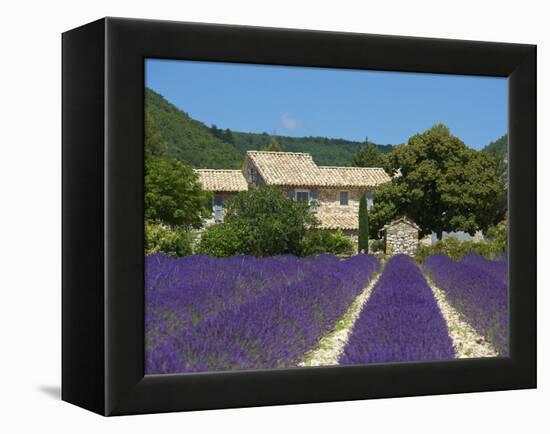 Lavender Near Banon, Provence, Provence-Alpes-Cote D'Azur, France-Katja Kreder-Framed Premier Image Canvas