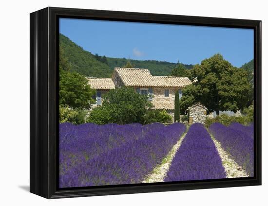 Lavender Near Banon, Provence, Provence-Alpes-Cote D'Azur, France-Katja Kreder-Framed Premier Image Canvas