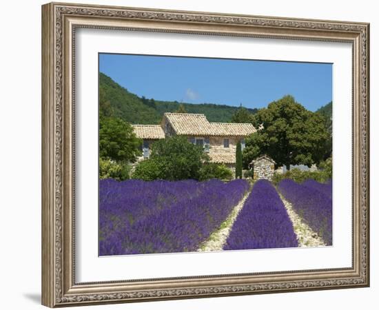 Lavender Near Banon, Provence, Provence-Alpes-Cote D'Azur, France-Katja Kreder-Framed Photographic Print