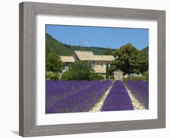 Lavender Near Banon, Provence, Provence-Alpes-Cote D'Azur, France-Katja Kreder-Framed Photographic Print