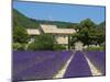 Lavender Near Banon, Provence, Provence-Alpes-Cote D'Azur, France-Katja Kreder-Mounted Photographic Print