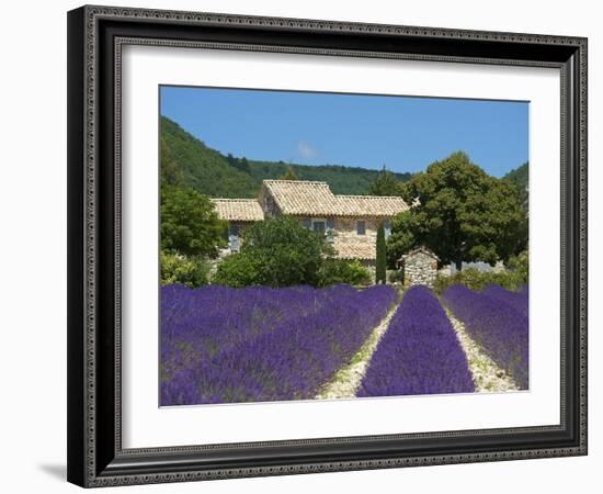 Lavender Near Banon, Provence, Provence-Alpes-Cote D'Azur, France-Katja Kreder-Framed Photographic Print