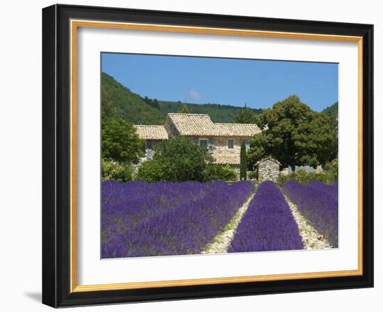 Lavender Near Banon, Provence, Provence-Alpes-Cote D'Azur, France-Katja Kreder-Framed Photographic Print