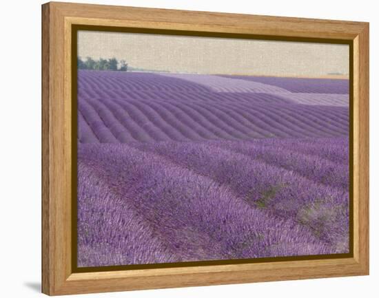 Lavender on Linen 1-Bret Staehling-Framed Stretched Canvas