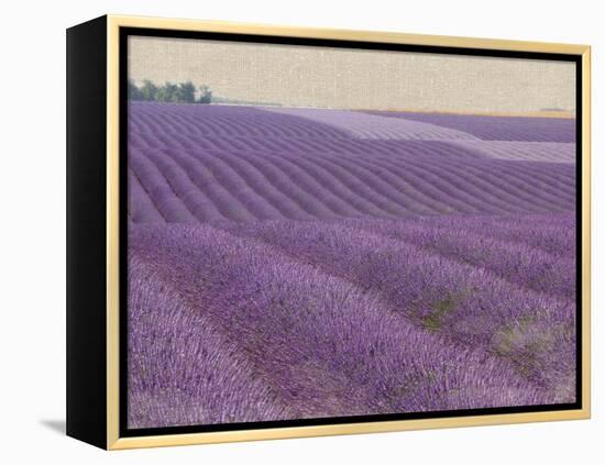 Lavender on Linen 1-Bret Staehling-Framed Stretched Canvas