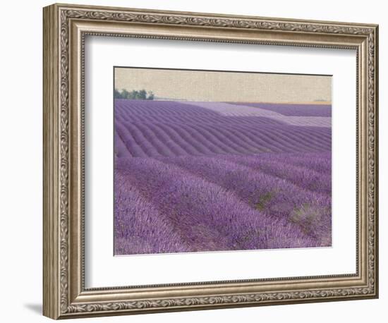 Lavender on Linen 1-Bret Staehling-Framed Art Print