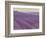 Lavender on Linen 1-Bret Staehling-Framed Art Print