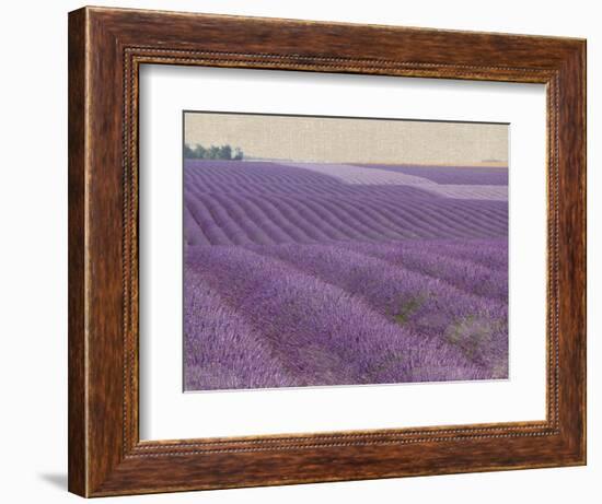 Lavender on Linen 1-Bret Staehling-Framed Art Print