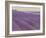 Lavender on Linen 1-Bret Staehling-Framed Art Print