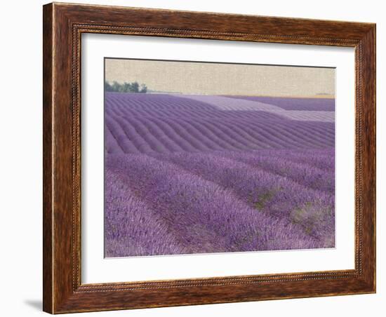 Lavender on Linen 1-Bret Staehling-Framed Art Print