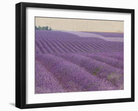 Lavender on Linen 1-Bret Staehling-Framed Art Print