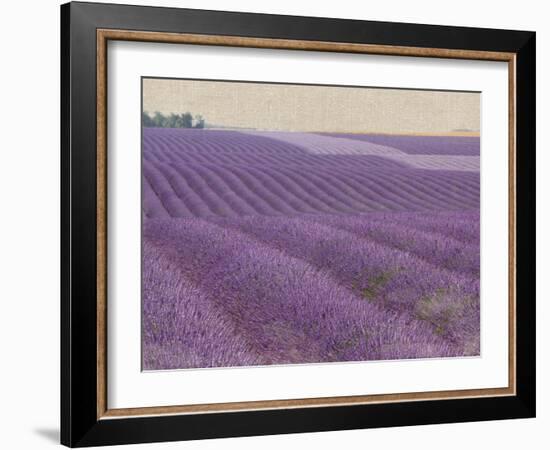 Lavender on Linen 1-Bret Staehling-Framed Art Print