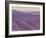 Lavender on Linen 1-Bret Staehling-Framed Art Print