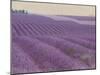 Lavender on Linen 1-Bret Staehling-Mounted Art Print