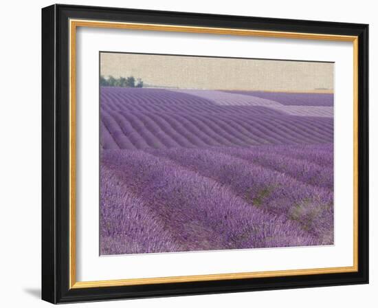 Lavender on Linen 1-Bret Staehling-Framed Art Print