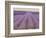 Lavender on Linen 2-Bret Staehling-Framed Art Print