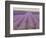 Lavender on Linen 2-Bret Staehling-Framed Art Print