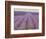 Lavender on Linen 2-Bret Staehling-Framed Art Print