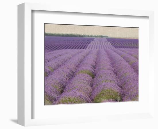 Lavender on Linen 2-Bret Staehling-Framed Art Print