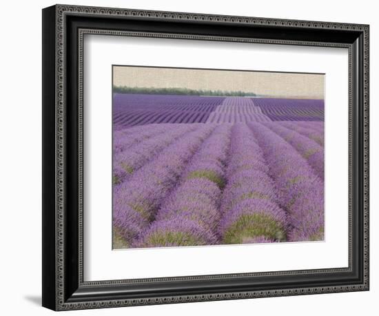 Lavender on Linen 2-Bret Staehling-Framed Art Print