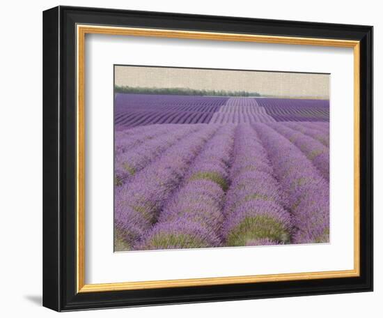 Lavender on Linen 2-Bret Staehling-Framed Art Print