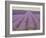 Lavender on Linen 2-Bret Staehling-Framed Art Print