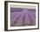 Lavender on Linen 2-Bret Staehling-Framed Art Print