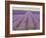 Lavender on Linen 2-Bret Staehling-Framed Art Print