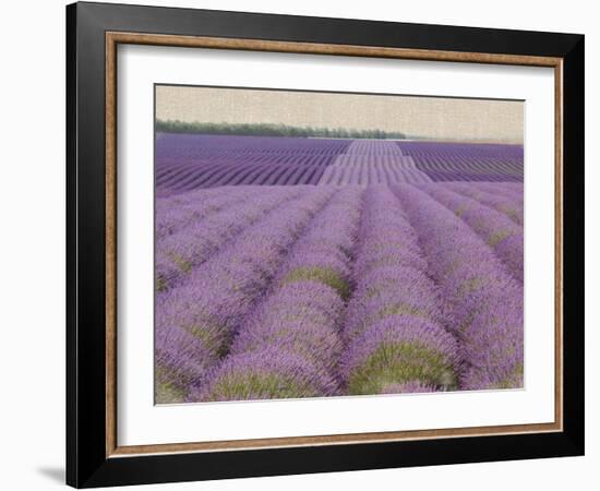 Lavender on Linen 2-Bret Staehling-Framed Art Print