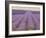 Lavender on Linen 2-Bret Staehling-Framed Art Print