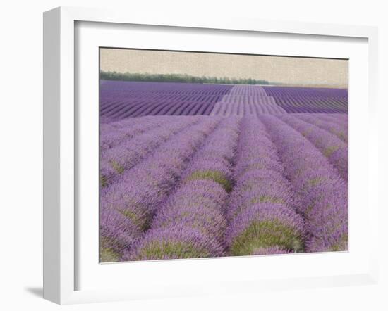 Lavender on Linen 2-Bret Staehling-Framed Art Print