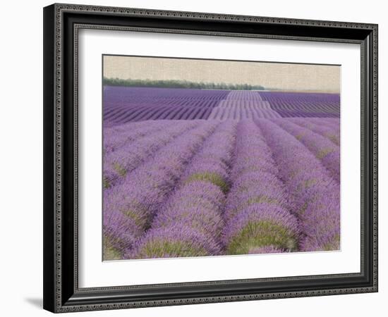 Lavender on Linen 2-Bret Staehling-Framed Art Print