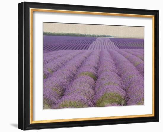 Lavender on Linen 2-Bret Staehling-Framed Art Print