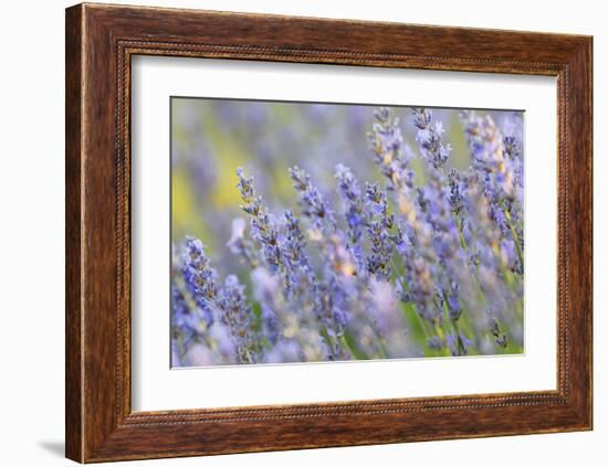 Lavender on the Plateau of Valensole, Puimoisson, Provence-Alpes-Cote d'Azur, France-null-Framed Art Print