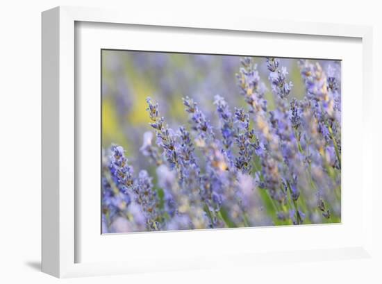 Lavender on the Plateau of Valensole, Puimoisson, Provence-Alpes-Cote d'Azur, France-null-Framed Art Print