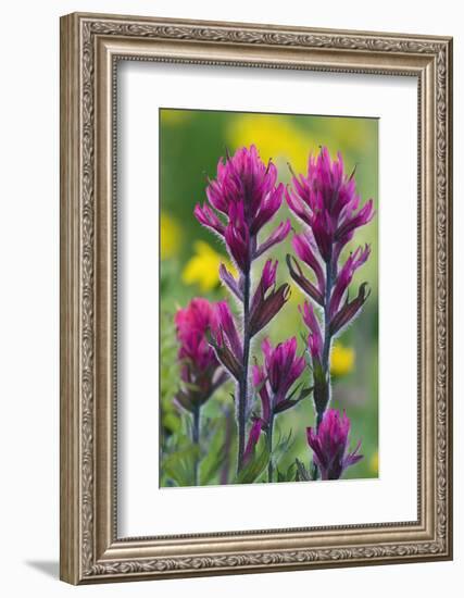 Lavender Paintbrush-Ken Archer-Framed Photographic Print