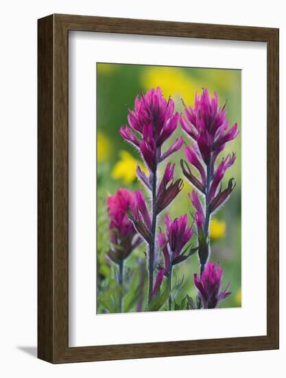 Lavender Paintbrush-Ken Archer-Framed Photographic Print