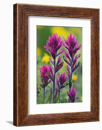 Lavender Paintbrush-Ken Archer-Framed Photographic Print