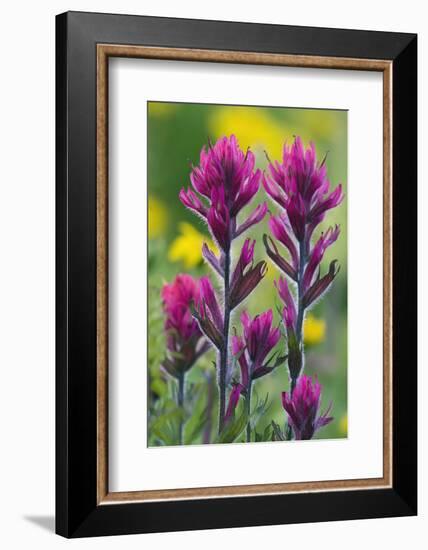 Lavender Paintbrush-Ken Archer-Framed Photographic Print