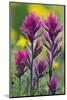 Lavender Paintbrush-Ken Archer-Mounted Photographic Print