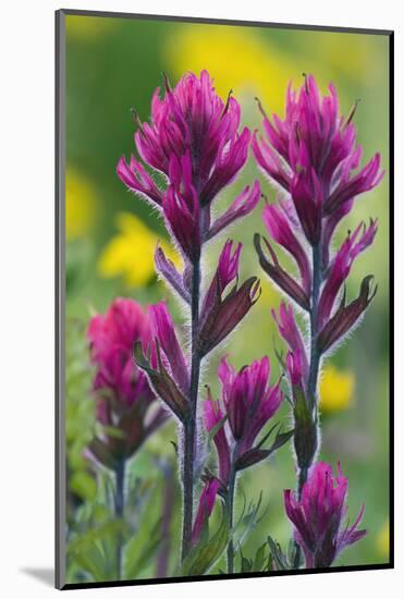 Lavender Paintbrush-Ken Archer-Mounted Photographic Print