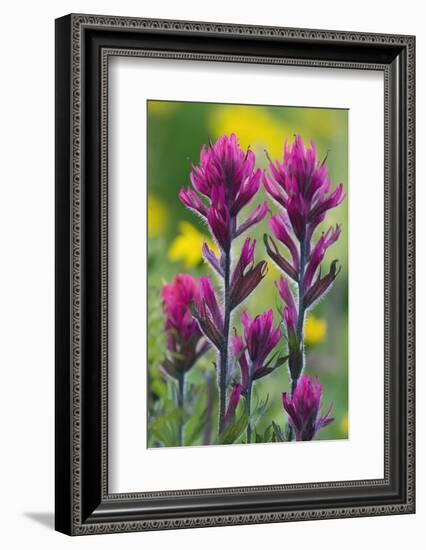 Lavender Paintbrush-Ken Archer-Framed Photographic Print